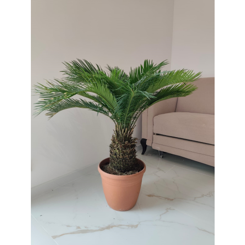 Cycas revoluta – sagowiec odwinięty